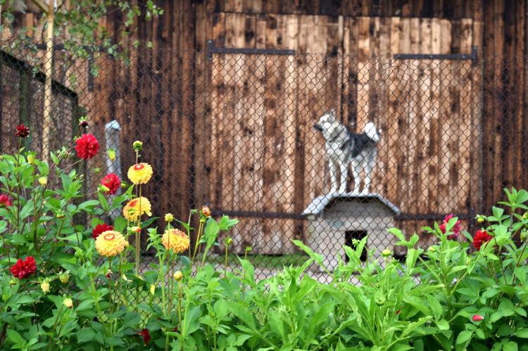 Der Bund plant strengere Regeln für Hundezüchter (Symbolfoto: pixabay.com).