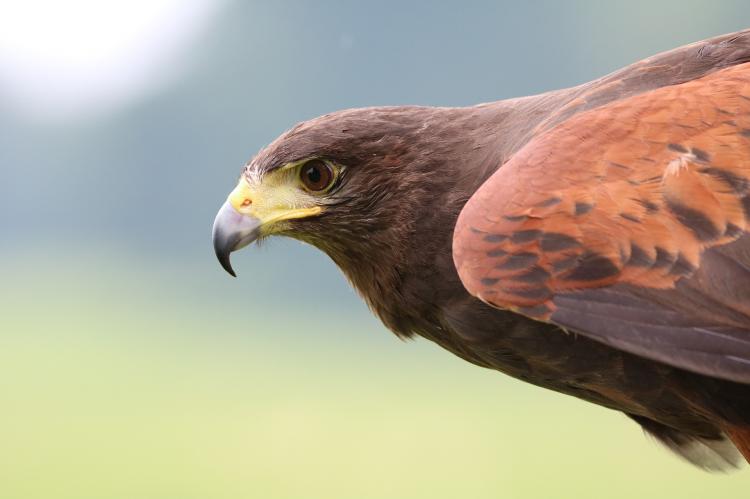 Wüstenbussard