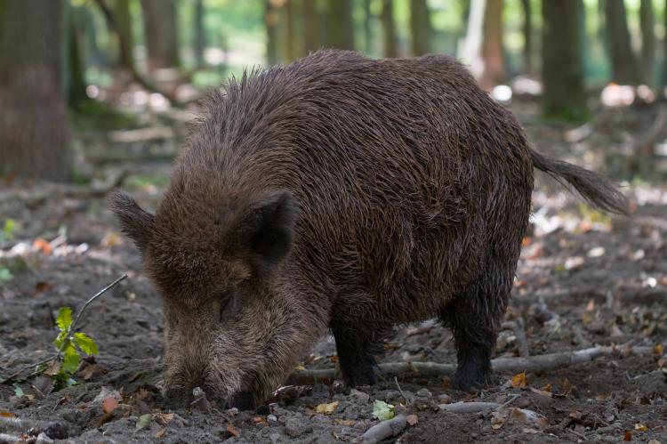 Die ASP rückt gefährlich nah an die deutsche Grenze heran (Symbolfoto: pixabay.com).