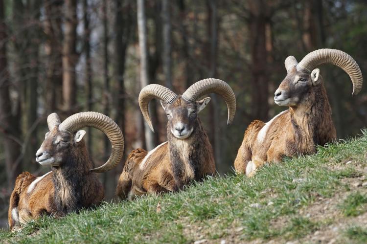 Bielefeld hält trotz anderslautender Gerichtsurteile an ihrem Verbot eines Totalabschusses der Mufflonherde fest. (Symbolfoto: Pixabay)