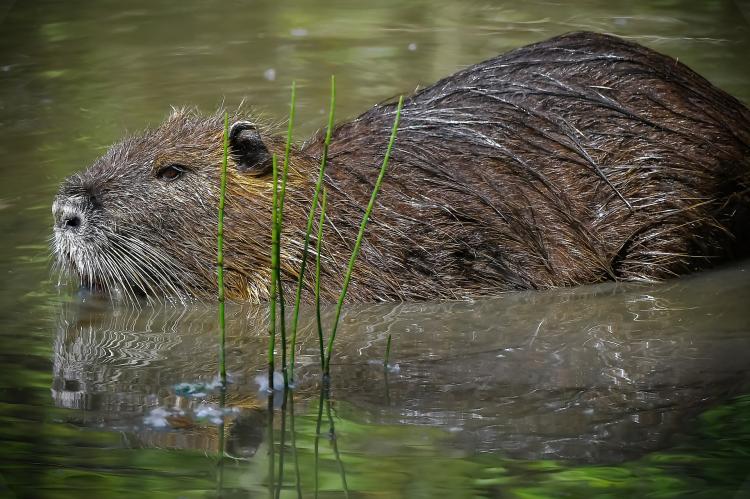 In Niedersachsen soll ein Jäger einen anderen Waidmann erschossen haben, weil er ihn mit einem Nutria verwechselte. (Symbolfoto: pixabay.com)