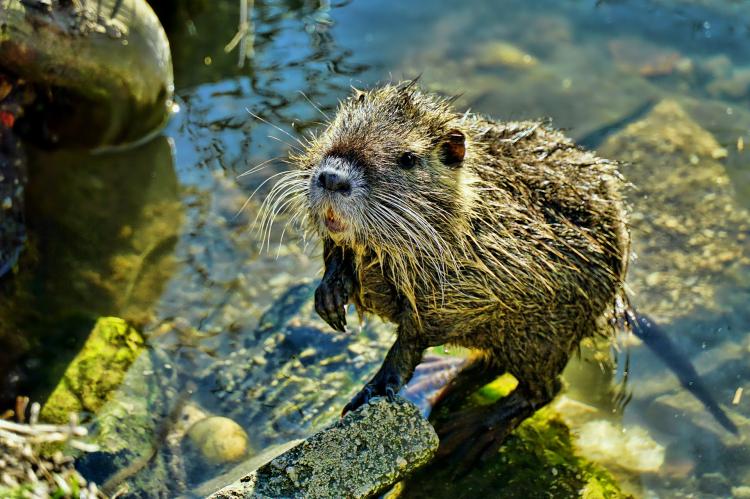 Nutria breitet sich in  Deutschland aus