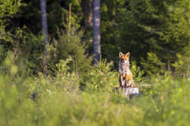 Jagdzahlen 2020/21: Corona-Pandemie beeinflusst auch die Jagd