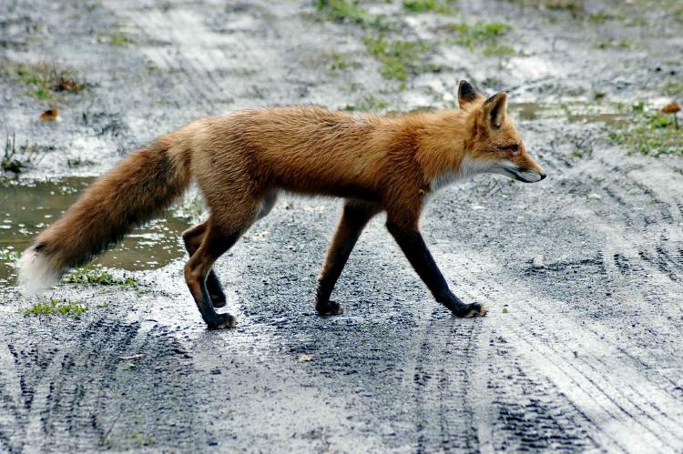 Rotfuchs am Stadtrand (Symbolfoto: pixabay.com)