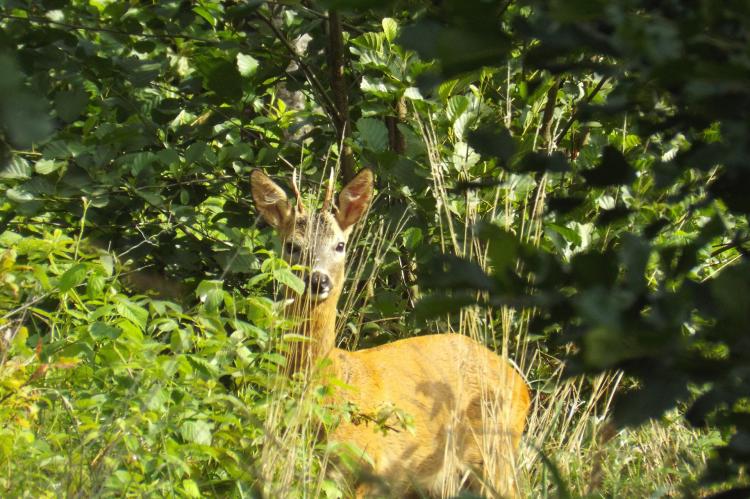 Böcke und Schmalrehe dürfen in NRW in bestimmten Gebieten ab 1. bzw. 15. April bejagt werden (Symbolfoto: Sr. Maria-Magdalena R./pixabay.com).