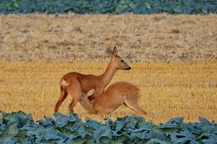 Ist es moralisch vertretbar, im Frühjahr Kitze zu retten und im Herbst zu erlegen? (Foto: Burkhard Lüling / pixabay.com)