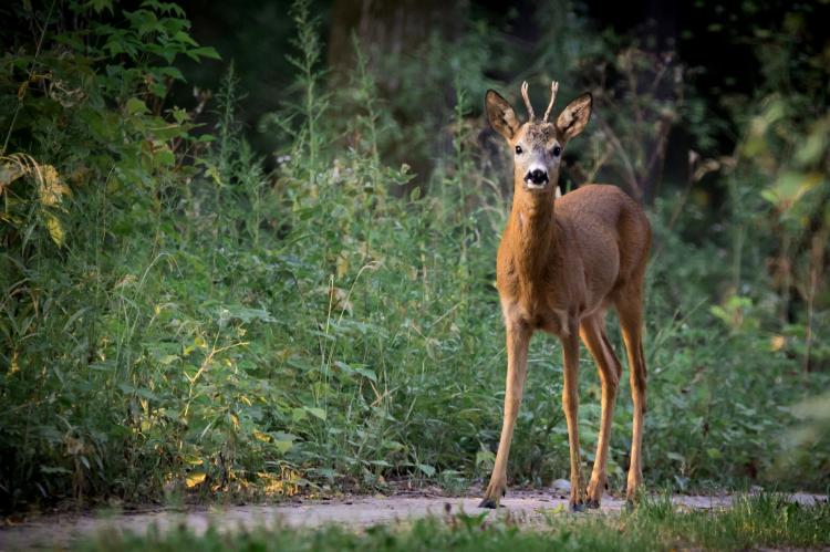 Im Frühjahr sollte jee Gelegenheit genutzt werden, um Jährlinge und Schmalrehe zu erlegen (Foto: Lubos Houska / pixabay.com).