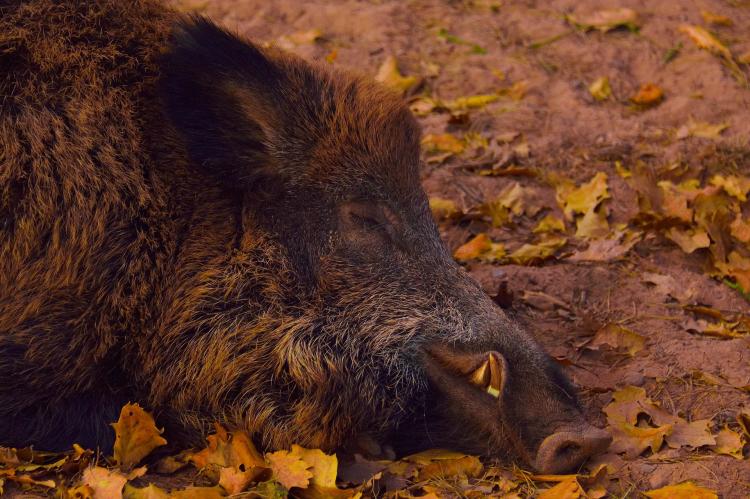 In Brandeburg sind zwei ASP-Fälle außerhalb der bestehenden Kerngebiete bestätigt worden. (Symbolfoto: Marion Wellmann / pixabay.com)
