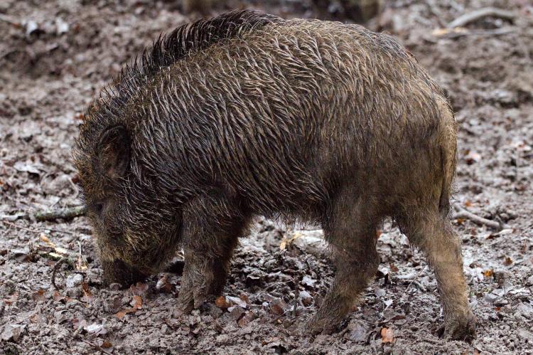Wildschwein Frischling Sau Sauen