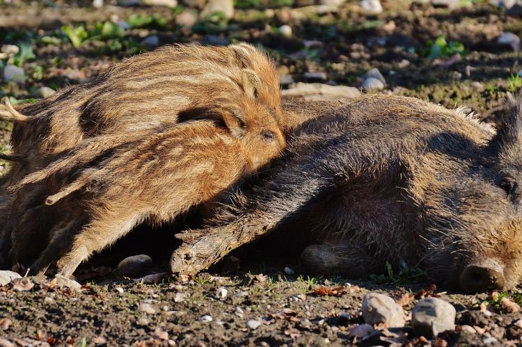 Im Falle eines ASP-Ausbruchs müssten in NRW auch Bachen mit gestreiften Frischlingen erlegt werden (Symbolfoto: pixabay.com).