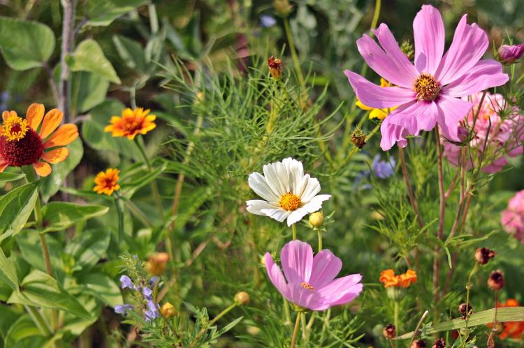 Förderung von Wildpflanzenmischungen