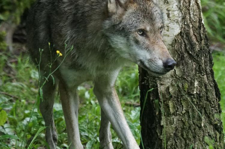Wolf