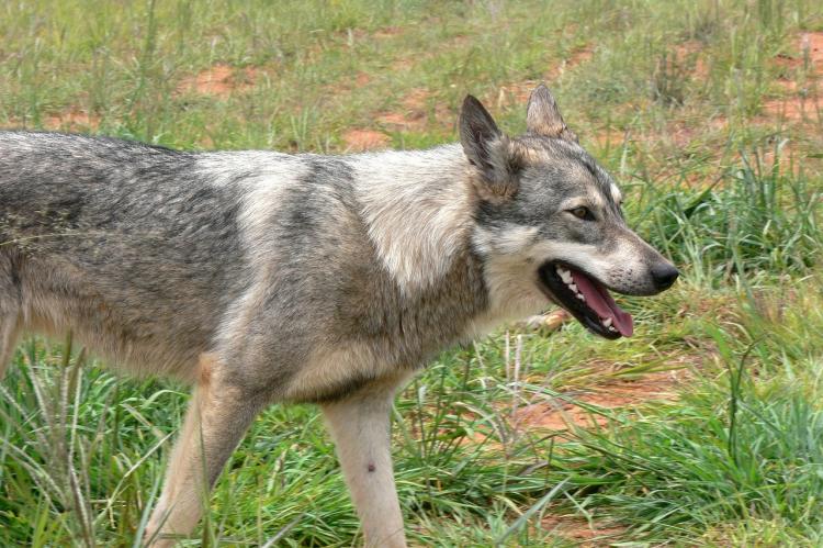 In NRW hat ein Wolf einen 1,50 m hohen Elektro-Zaun überwunden (Foto: PublicDomainPictures/pixabay.com).