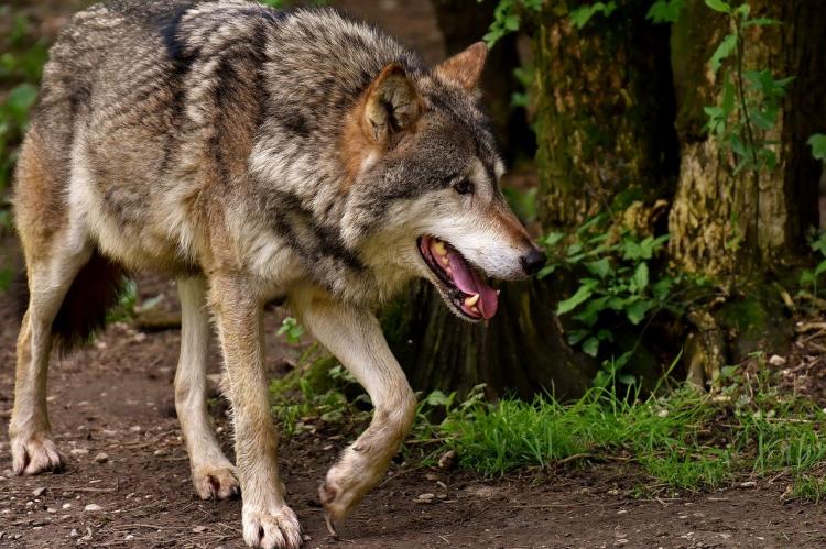Keine Akzeptanz für Problemwölfe fordert das Gahlener Bürgerforum (Symbolfoto: pixabay)