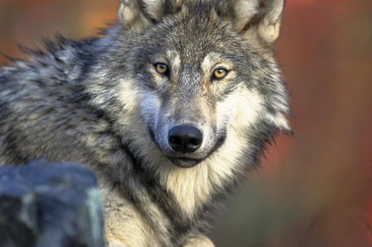 Wolf