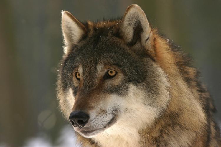 In NRW könnte es bald ein erstes Wolfsrudel geben (Symbolfoto: steffiheufelder/pixabay.com).