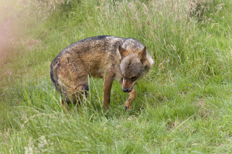 7 tote Schafe in OWL - Wolf im Verdacht