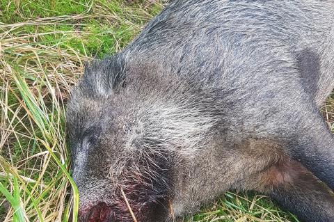 Auf einer Insel in der Oder wurde eine offenbar mit der ASP infizierte Wildschwein-Rotte entdeckt. (Symbolfoto: F. Höltmann)