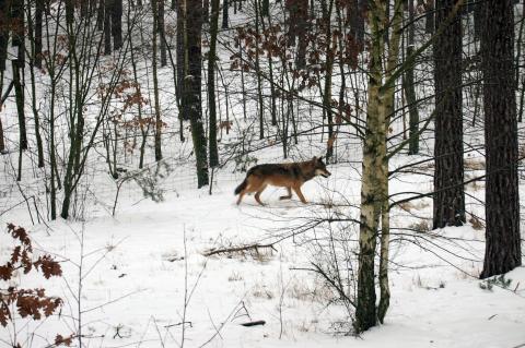 Wolf in Brandenburg