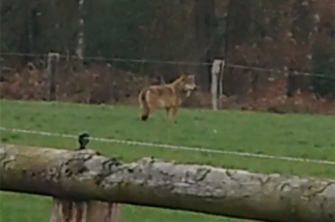 Ein Wolf am hellichten Tag auf einer Weide bei Hünxe. (Standbild aus einem Video: 