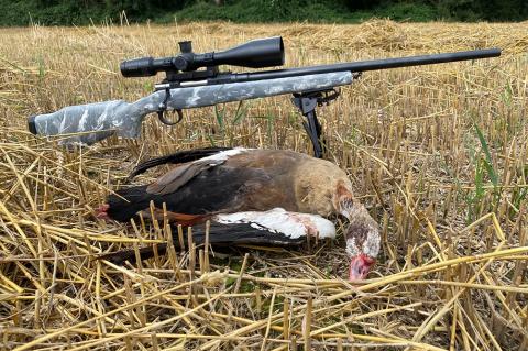 Es geht auch mit der kleinen Kugel: die Gänsejagd. (Fotos: Norbert Klups)