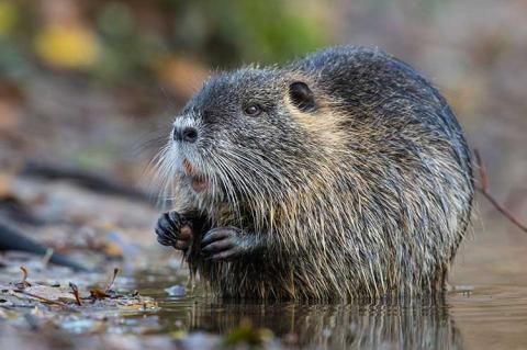 Nutria gehen zu Schaden und müssen deshalb bejagt werden. Ihr Wildbret eignet sich aber auch zum Verzehr. (Foto: Rolfes/DJV)