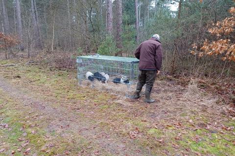 Mini-Schweine im Jagdrevier