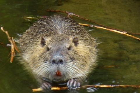 Symbolfoto: Nutria