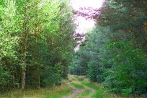 Symbolfoto: Waldweg