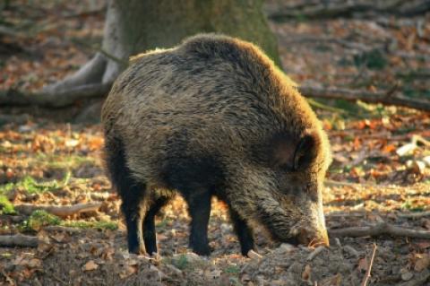 Symbolbild: Wildschwein