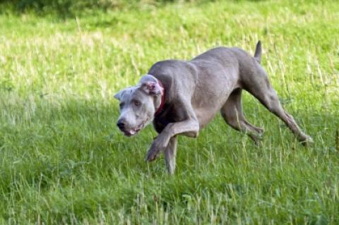 Wolf Jagdhund Jagd Jäger Sachsen Wölfe