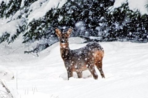 Rehe brauchen gerade im Winter bei Schneelagen viel Ruhe.