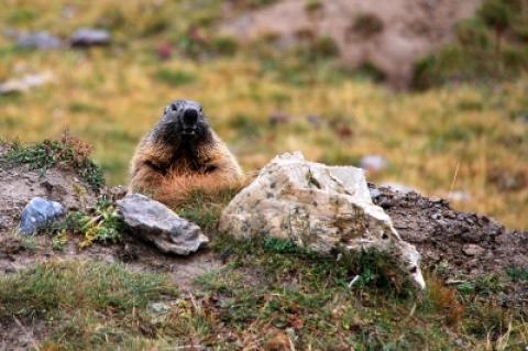 Murmel in den Alpen