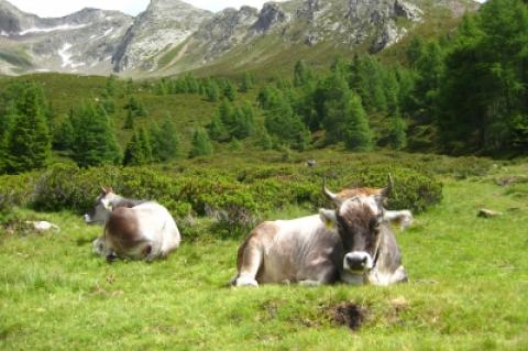 Symbolbild: Kühe auf der Alm