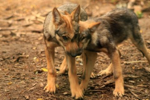 Symbolfoto: Wolfswelpen