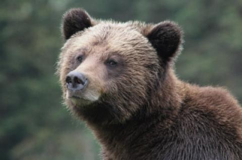 Symbolfoto: Grizzly