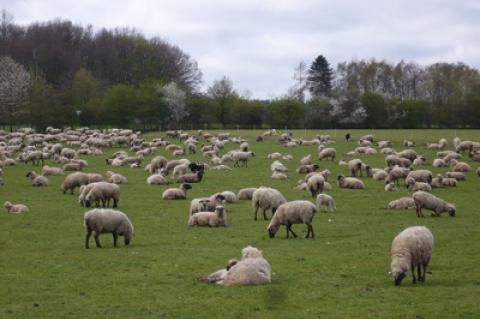 Empfohlener Herdenschutz