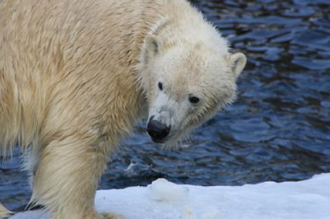 Symbolfoto: Eisbär