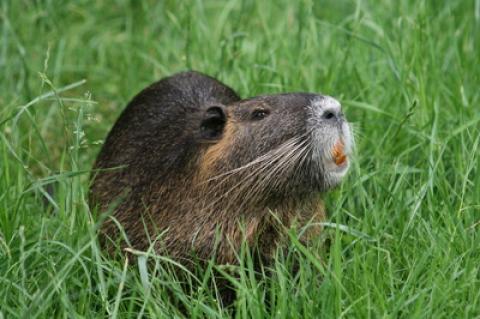 Symbolfoto: Nutria