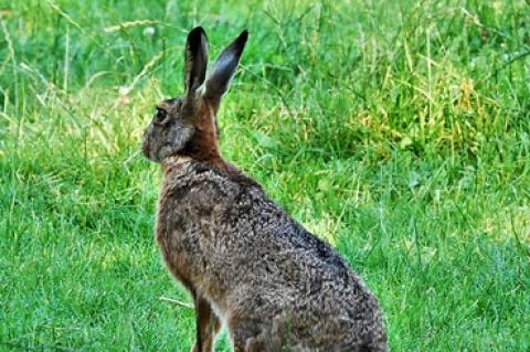 Symbolfoto: Hase