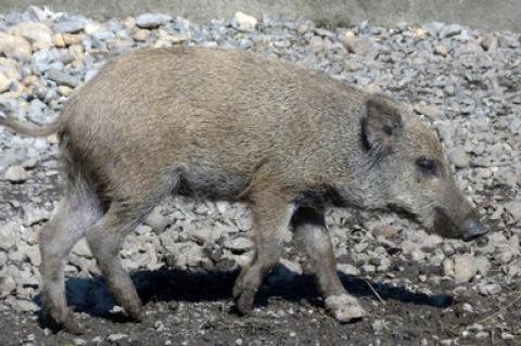 Frischling Sau Sauen Wildschweine Abschussprämie Schwarzwild Jagd Jäger