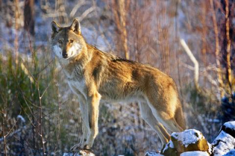 Am Niederrhein wurde ein Wolf gesichtet und bestätigt.