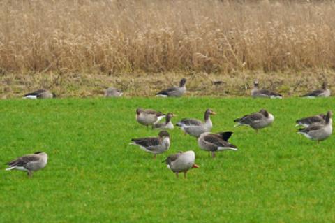 Symbolfoto: Gänse