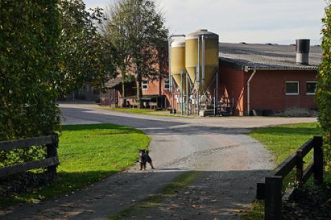 Symbolfoto: Schweinestall