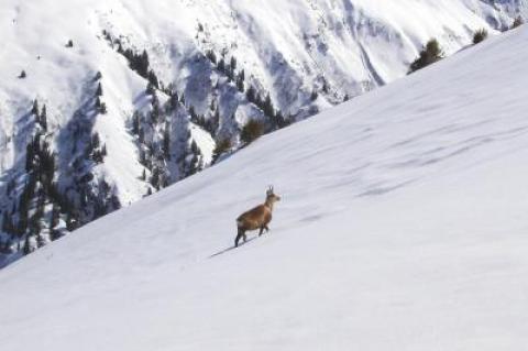 Gams Gämse Alpen Naturschutz