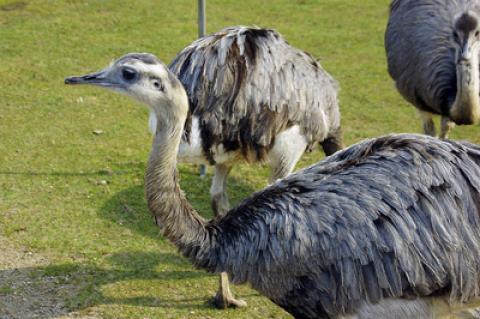 Symbolfoto: Nandu in einem Tierpark