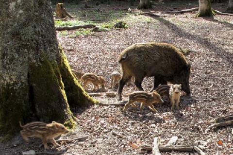 Symbolfoto: Wildschweine