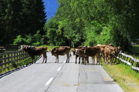 Symbolfoto: Rinder auf Straße