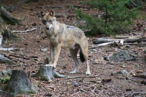 Wolf Wölfe GroKo Große Koalition Wolfssichtungen Wolfsabschüsse