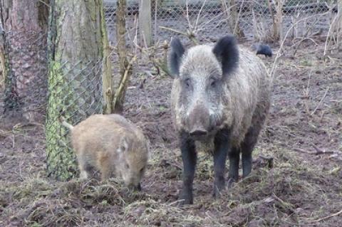 In Brandenburg sollen Wildscheine auch mit Saufängen gefangen und erlegt werden.